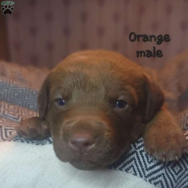 Orange, Chesapeake Bay Retriever Puppy