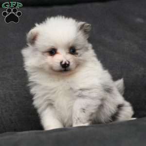 Pomeranian Puppies For Sale - Greenfield Puppies