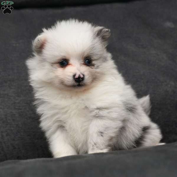 Sophie, Pomeranian Puppy