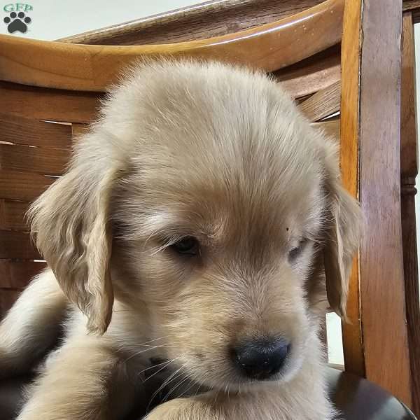 Milo, Golden Retriever Puppy