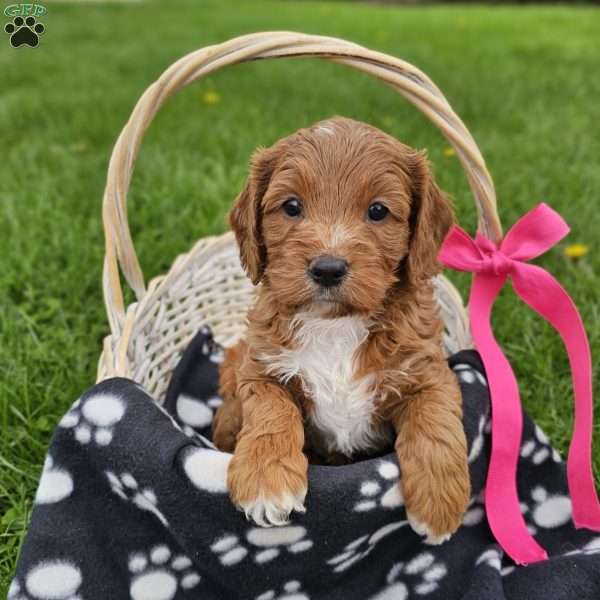 Gracelyn, Cavapoo Puppy