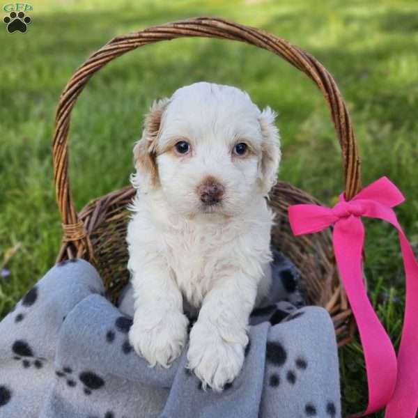 Carrie, Cavapoo Puppy