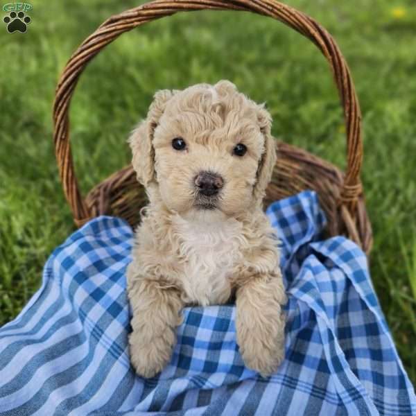 Obie, Cavapoo Puppy