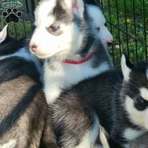Juno, Siberian Husky Puppy