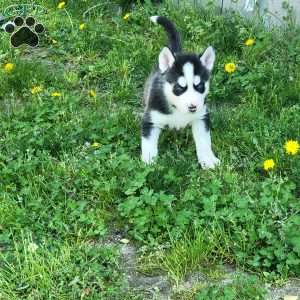 Thor, Siberian Husky Puppy