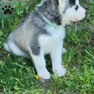 Aries, Siberian Husky Puppy