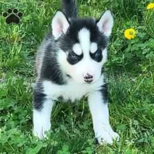 Thor, Siberian Husky Puppy