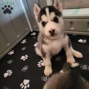 Loki, Siberian Husky Puppy
