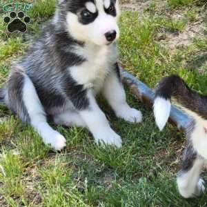 Apollo, Siberian Husky Puppy