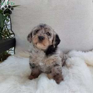 Tessa, Mini Labradoodle Puppy