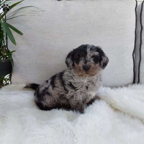 Turbo, Mini Labradoodle Puppy