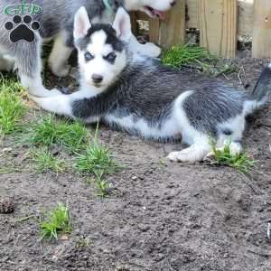 Nyx, Siberian Husky Puppy