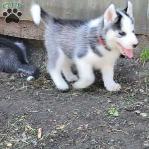 Juno, Siberian Husky Puppy