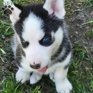 Freya, Siberian Husky Puppy