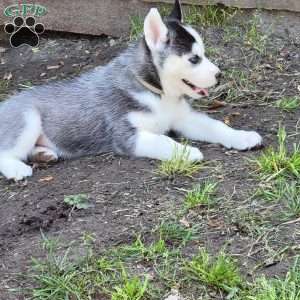 Zeus, Siberian Husky Puppy