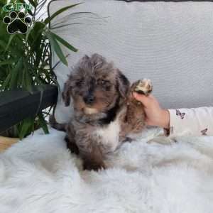 Truffle, Mini Labradoodle Puppy