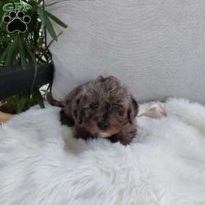 Truffle, Mini Labradoodle Puppy