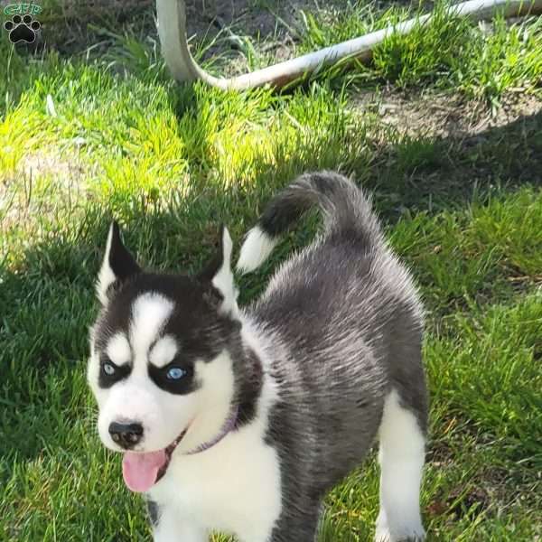 Athena, Siberian Husky Puppy