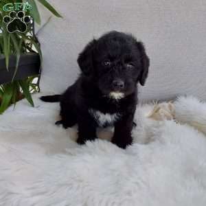Tirza, Mini Labradoodle Puppy