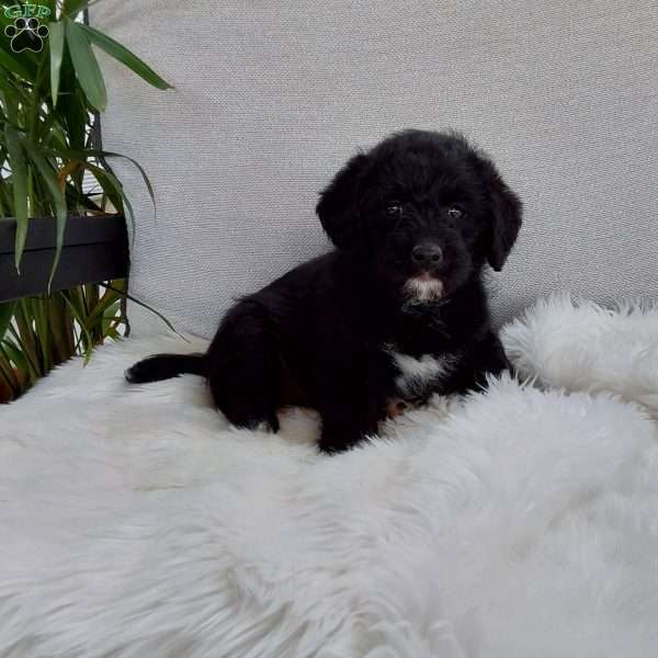Tirza, Mini Labradoodle Puppy