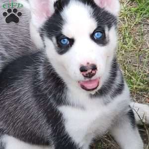 Freya, Siberian Husky Puppy