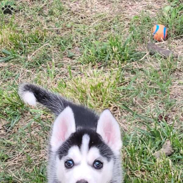 Loki, Siberian Husky Puppy