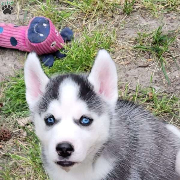 Zeus, Siberian Husky Puppy