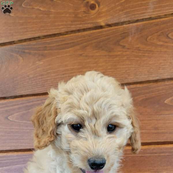 Sophie, Mini Goldendoodle Puppy