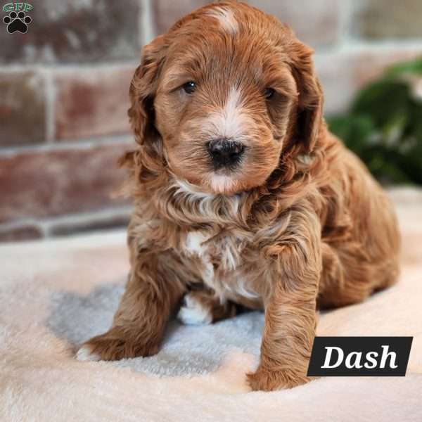 Dash, Mini Bernedoodle Puppy