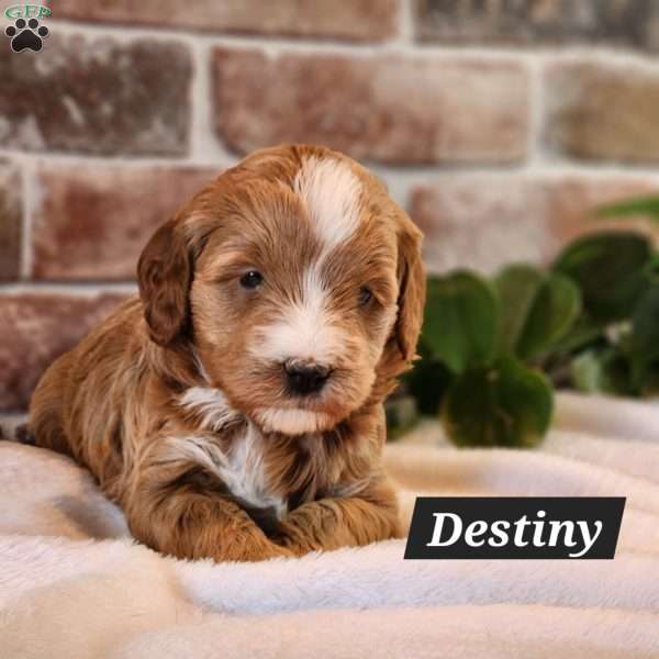 Destiny, Mini Bernedoodle Puppy