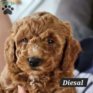 Diesal, Mini Bernedoodle Puppy