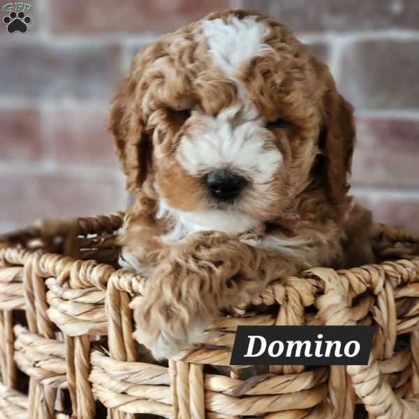 Domino, Mini Bernedoodle Puppy