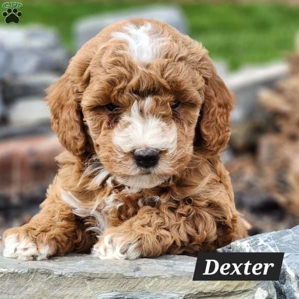Dexter, Mini Bernedoodle Puppy