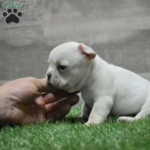 Milo, French Bulldog Puppy