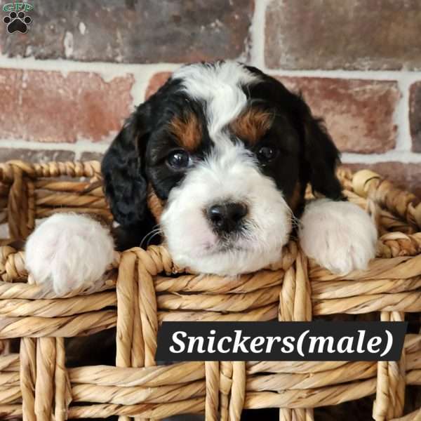Snickers, Mini Bernedoodle Puppy