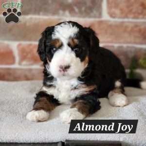 Almond Joy, Mini Bernedoodle Puppy