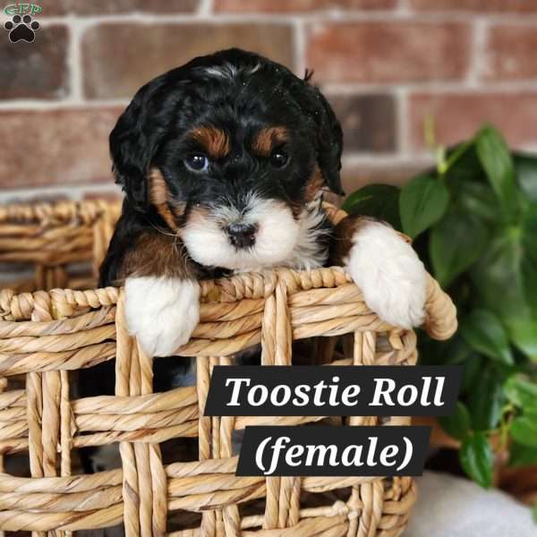 Toostie Roll, Mini Bernedoodle Puppy