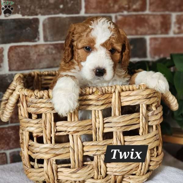 Twix, Mini Bernedoodle Puppy