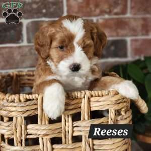 Reeses, Mini Bernedoodle Puppy