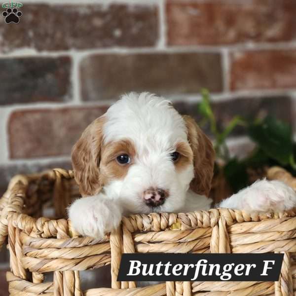 Butterfinger, Mini Bernedoodle Puppy