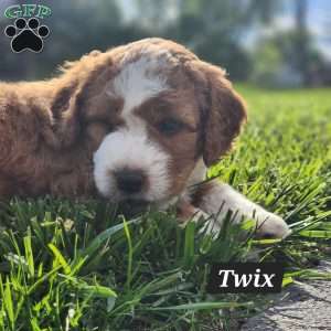 Twix, Mini Bernedoodle Puppy