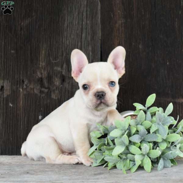 Milo, French Bulldog Puppy