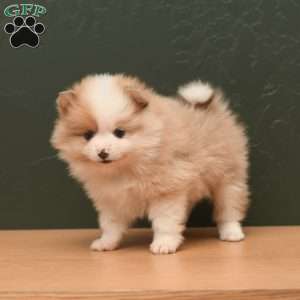 Parker, Pomeranian Puppy