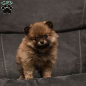 Pollyanna, Pomeranian Puppy
