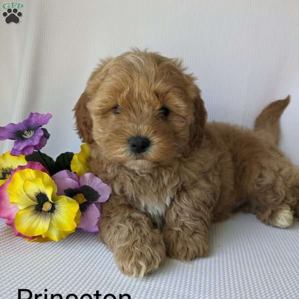 Princeton, Shih-Poo Puppy
