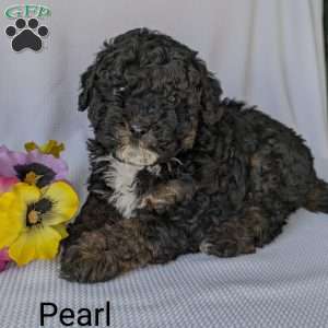 Pearl, Shih-Poo Puppy