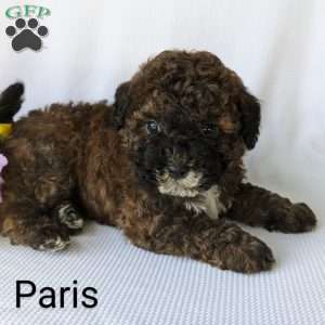 Paris, Shih-Poo Puppy
