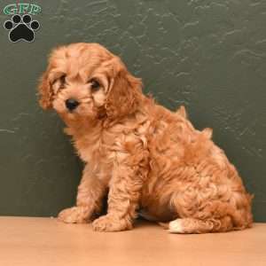 Ginger, Cavapoo Puppy