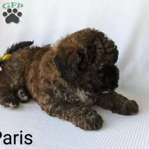 Paris, Shih-Poo Puppy