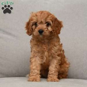 Ginger, Cavapoo Puppy